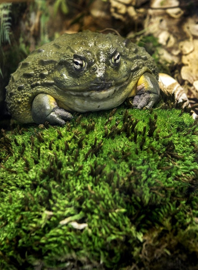 Galapagos Galápagos (05234) Pillow Moss, Clumps of Real Moss, Natural, 4QT,Green - Image 4
